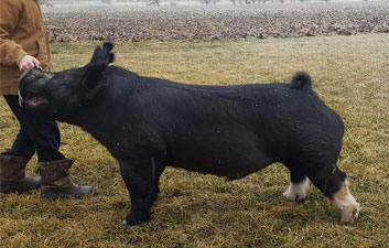 Bakker Bros. Boars