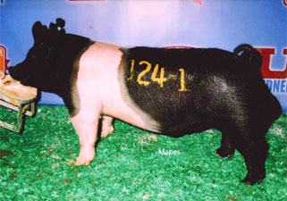 Bakker Bros. Boars