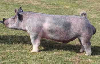 Bakker Bros. boars
